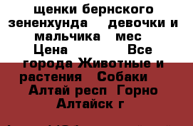 щенки бернского зененхунда. 2 девочки и 2 мальчика(2 мес.) › Цена ­ 22 000 - Все города Животные и растения » Собаки   . Алтай респ.,Горно-Алтайск г.